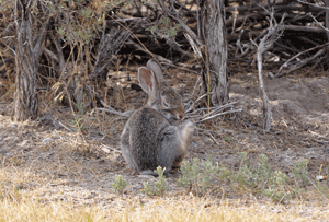 Bunny scratches its ear